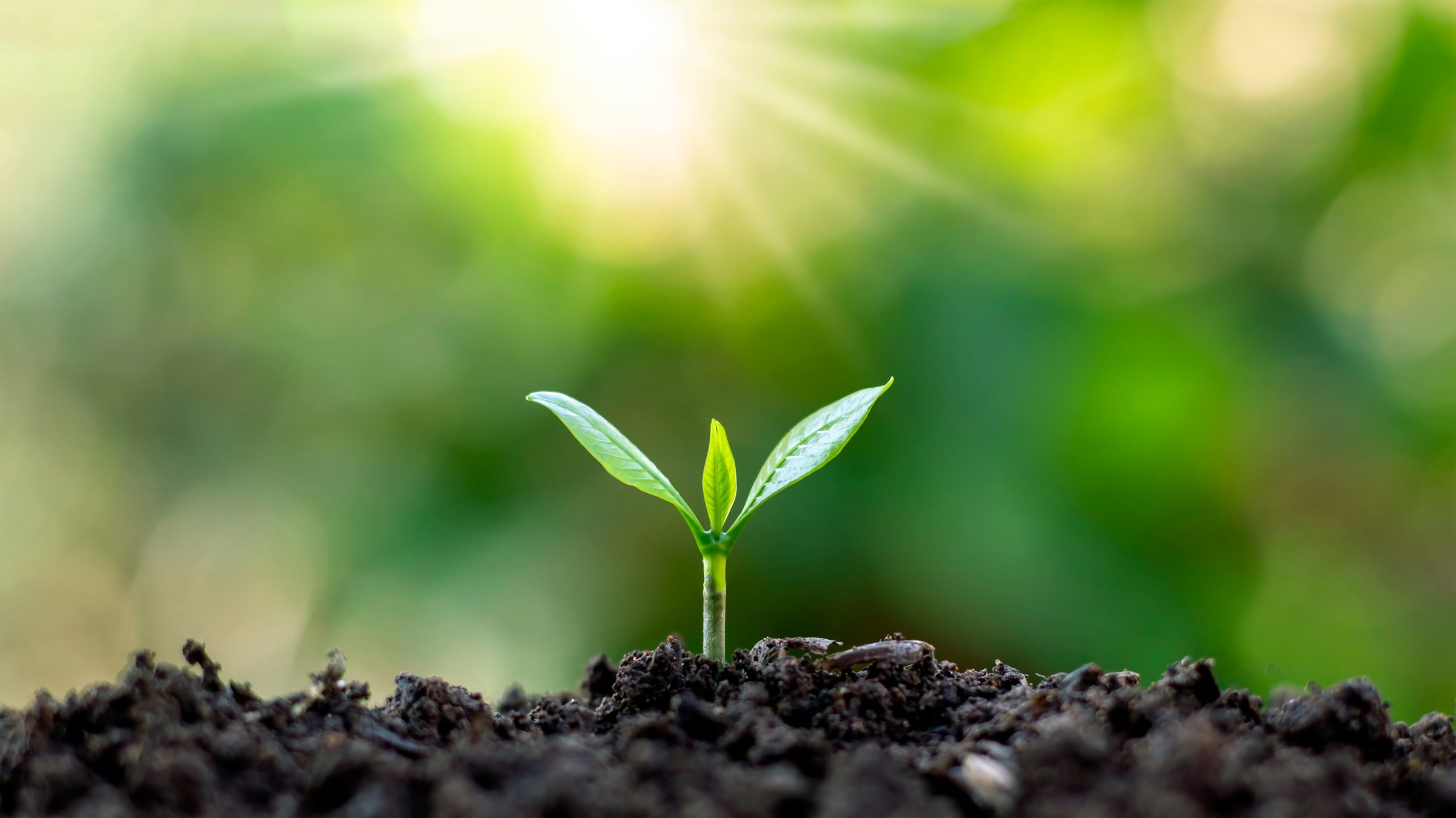 Seedling Grows from Fertile Soil under Morning Sunlight